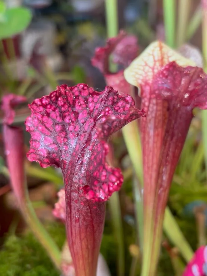 Nature&rsquo;s perfect predator is also a work of art. 🎨 Meet Sarracenia, a North American Pitcher Plant that lures insects with its stunning colors and nectar, then... well, let&rsquo;s just say it&rsquo;s a one-way trip. 😉

These carnivorous beau
