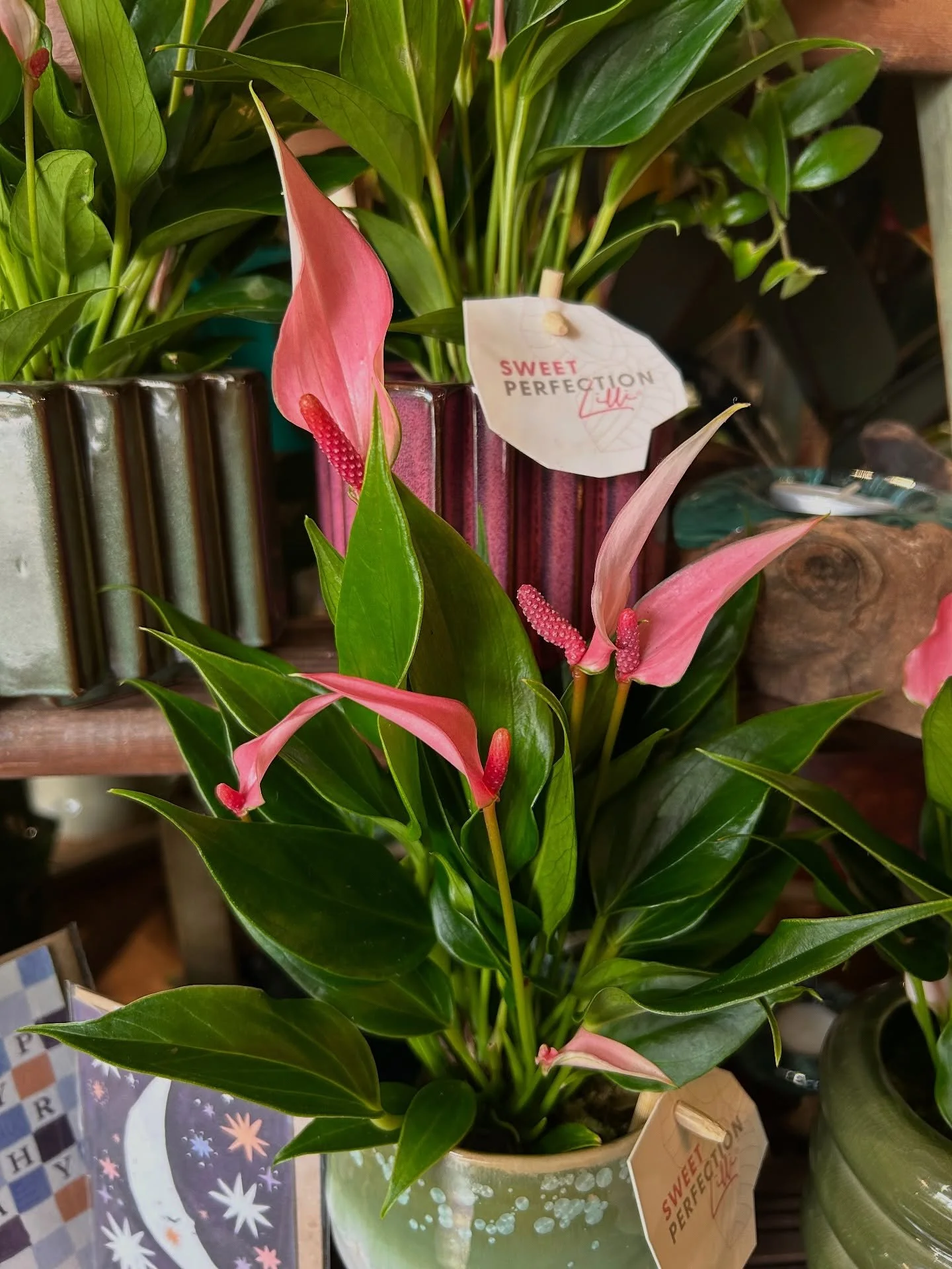 Meet the showstopper 🌺 This Anthurium Lilly is constantly putting on a display with its glossy, heart-shaped blooms.
She&rsquo;s not just a pretty face&mdash;she&rsquo;s also a powerful air purifier. A little bright, indirect light and weekly wateri
