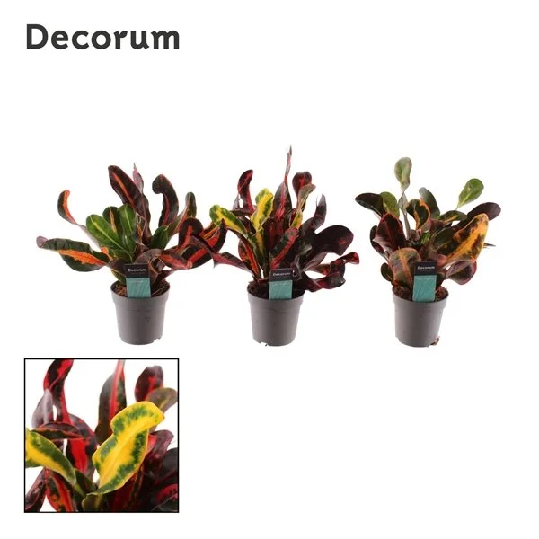 Codiaeum variegatum Mammi 15cm