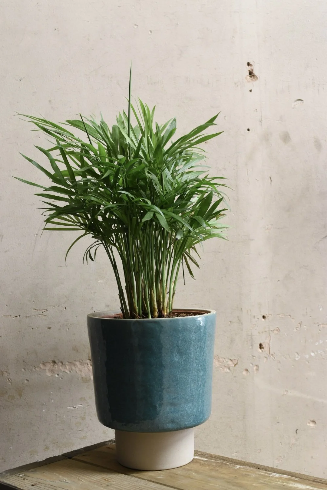 Parlour Palm