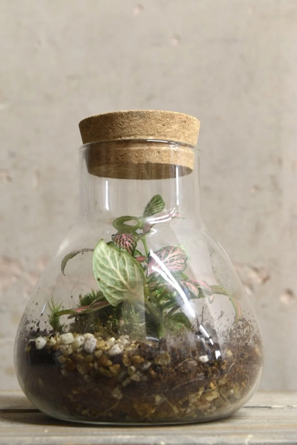 Terrarium Halley