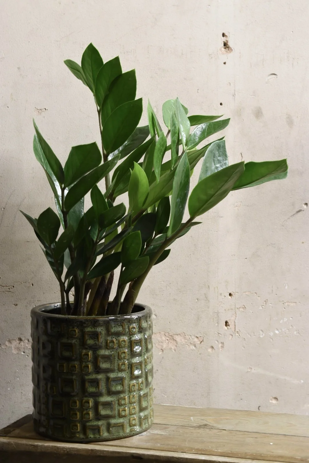 Zamioculcas Zamiifolia