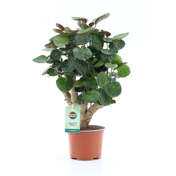 Polyscias Fabian  Plant