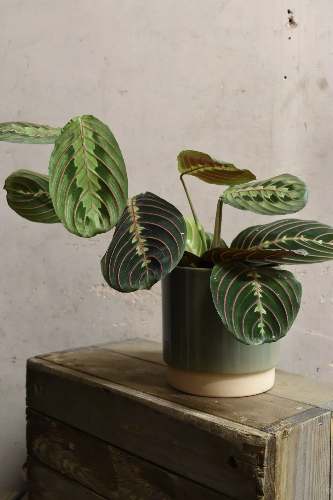 Maranta fascinator