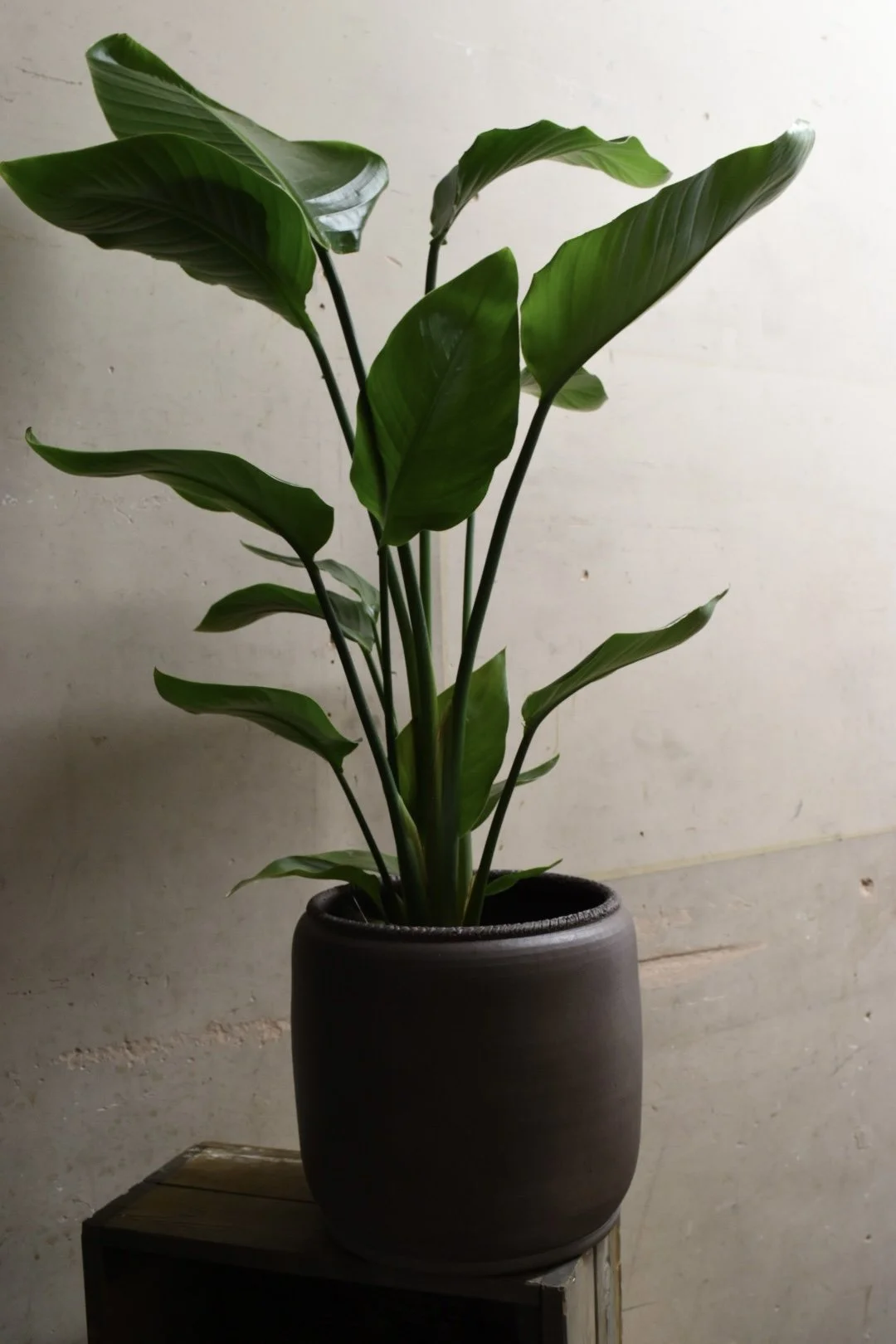 Bird of Paradise , Strelitzia Nicolai