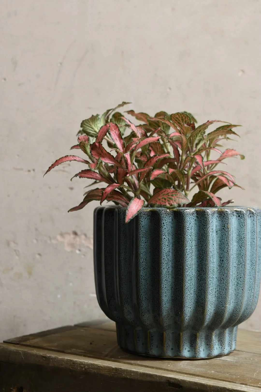 Fittonia verschaffeltii red 10cm