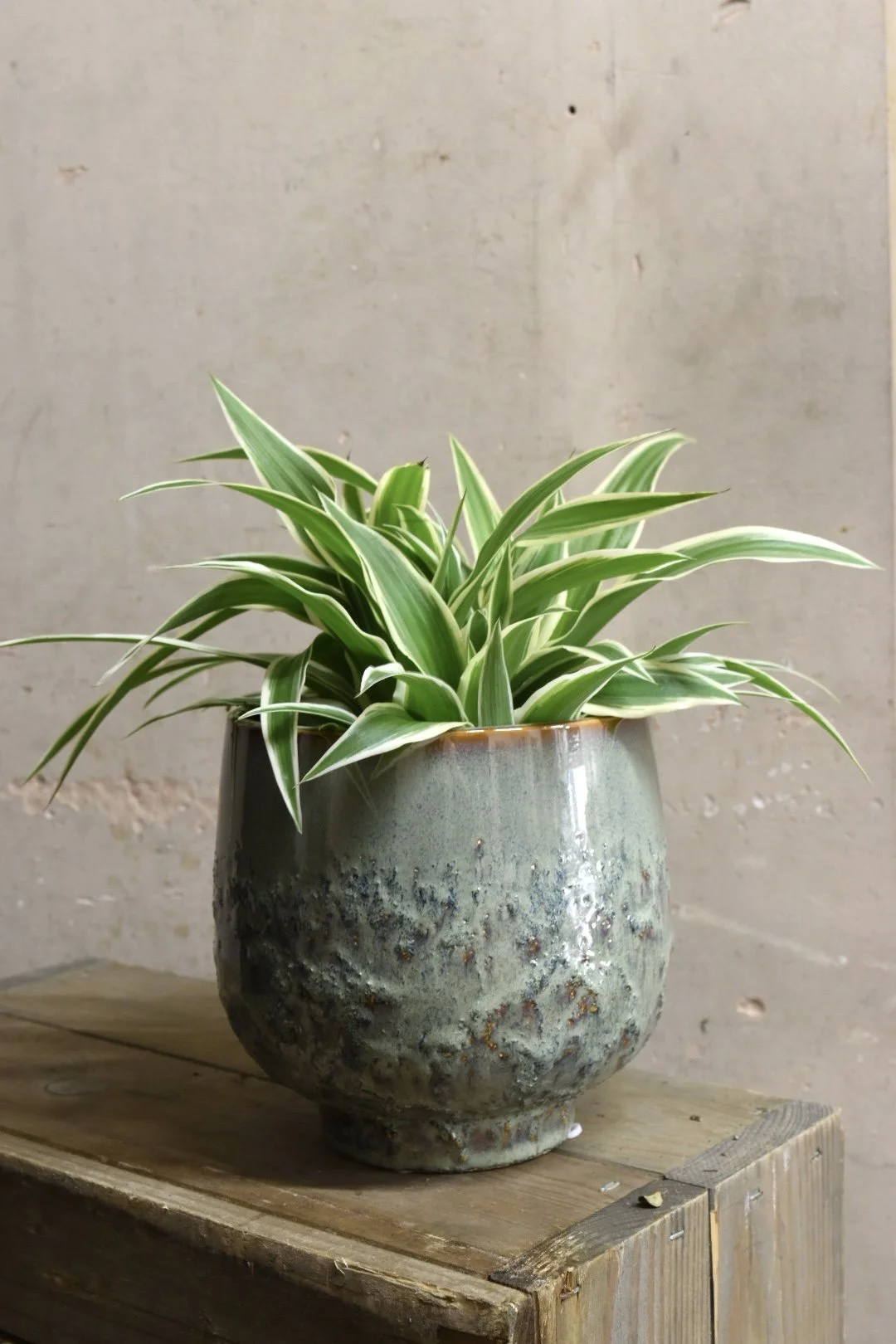 Spider Plant Chlorophytum