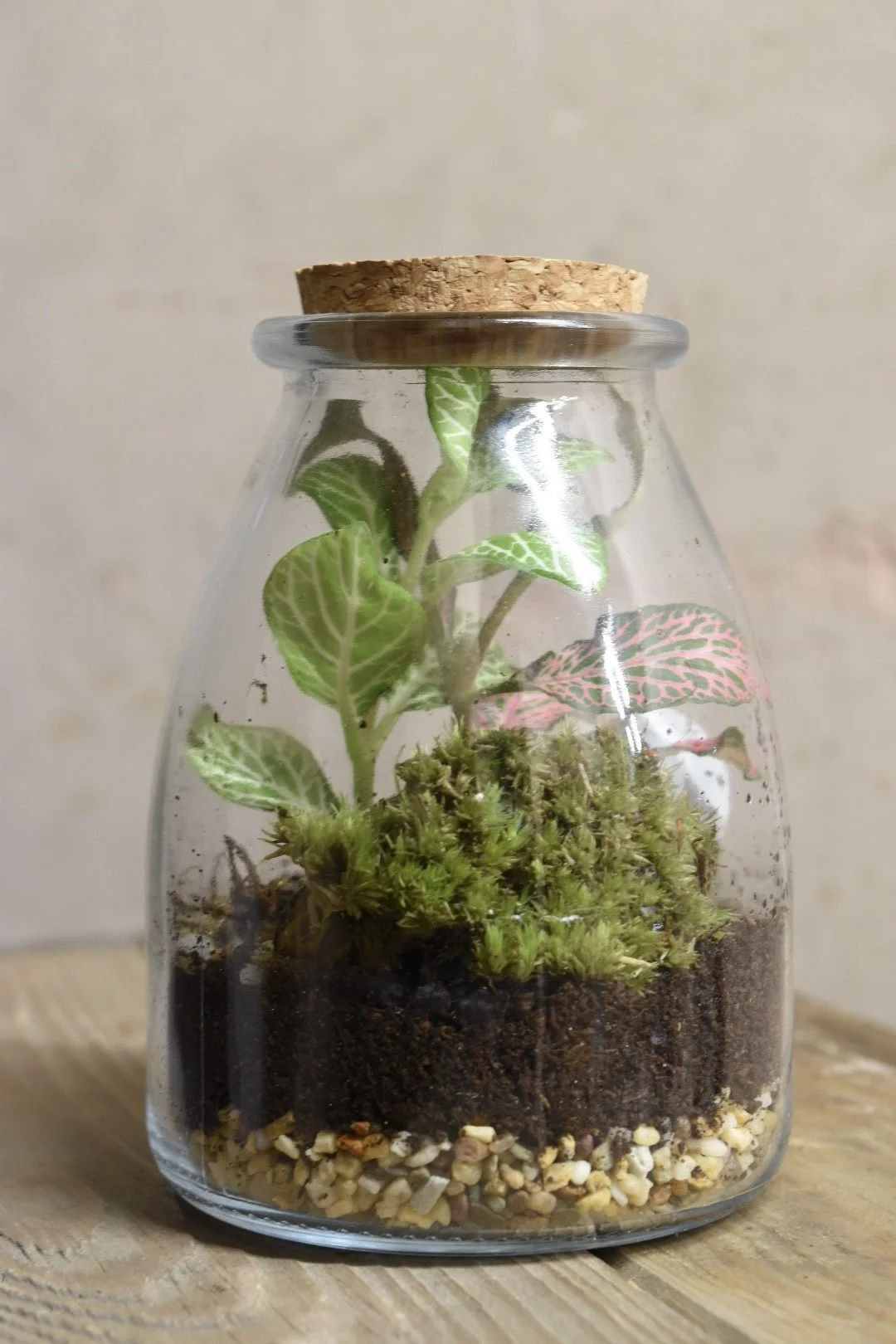 Terrariums Fittonia Arrangement