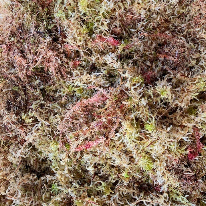 Moss.webp