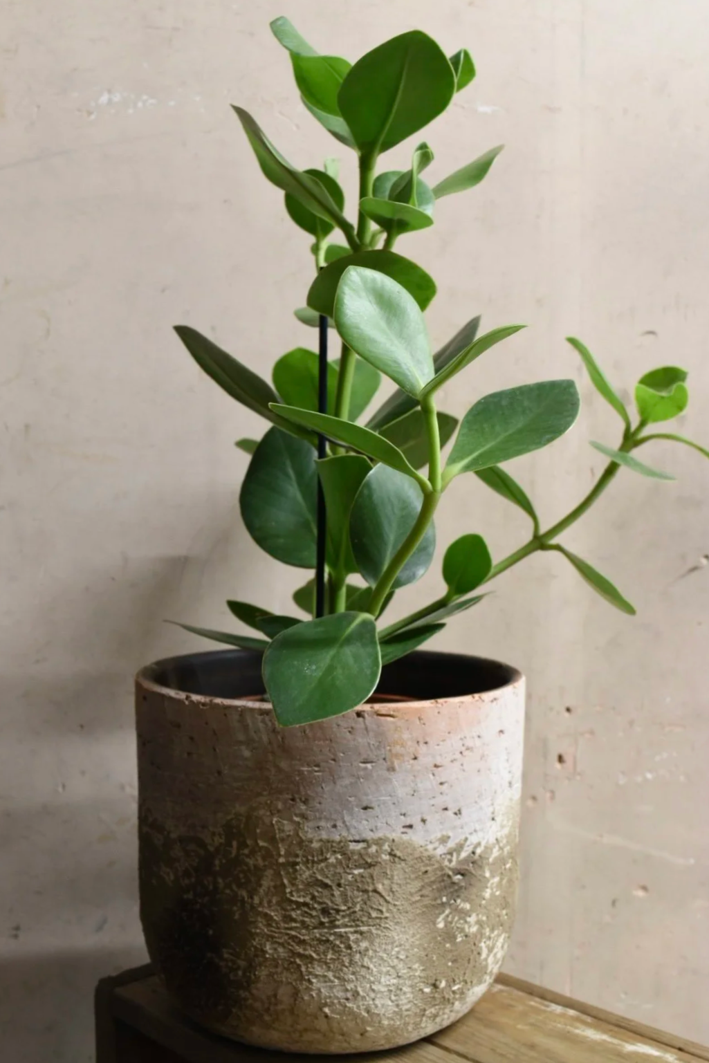 Clusia rosea Princess  40cm, 17cm pot