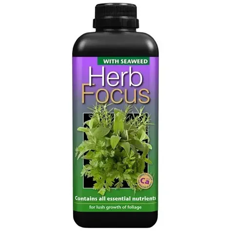 Herb Focus.webp