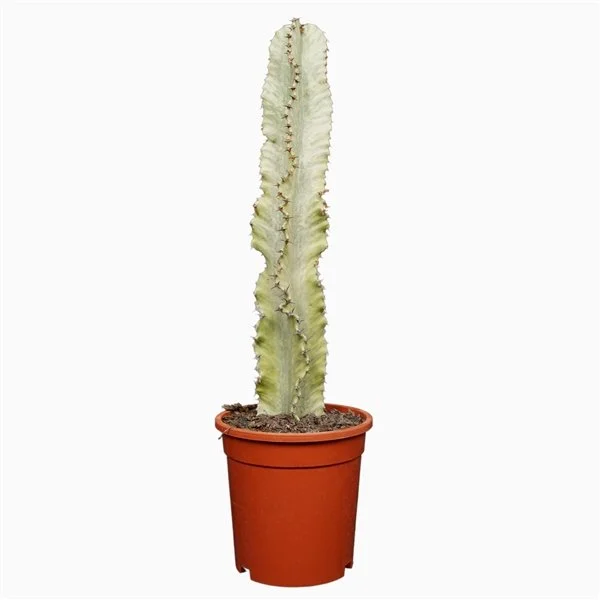 Euphorbia Ingens Marmorata 50cm