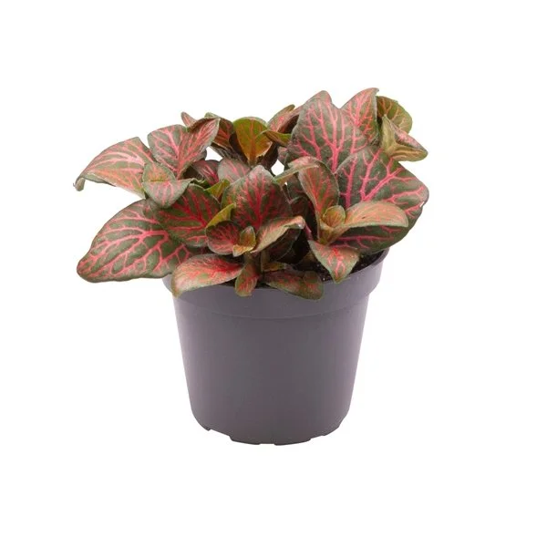 Fittonia verschaffeltii red 10cm