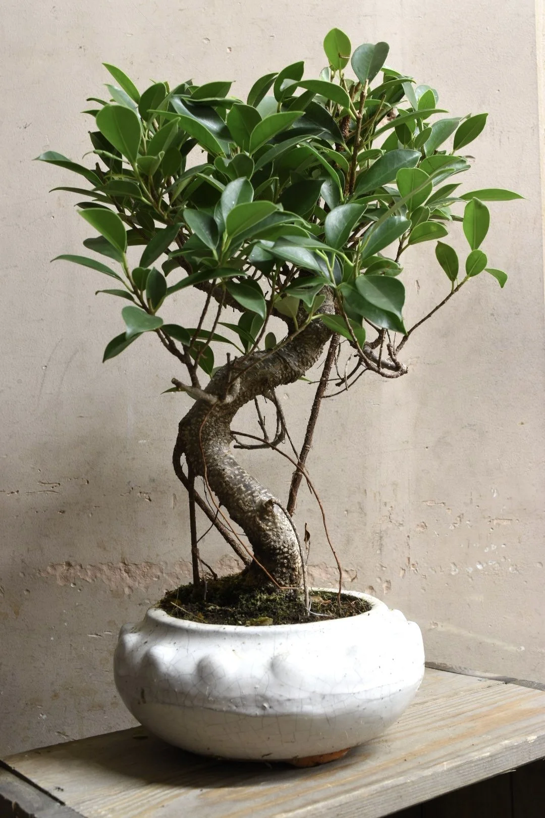Bonsai Ficus Ginseng