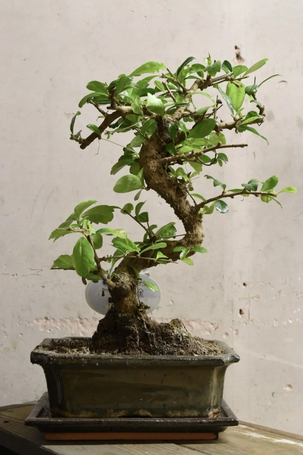 Ehretia microphylla 35cm