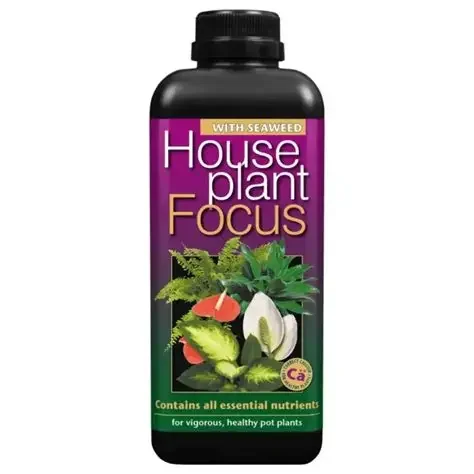 House Plant Focus
