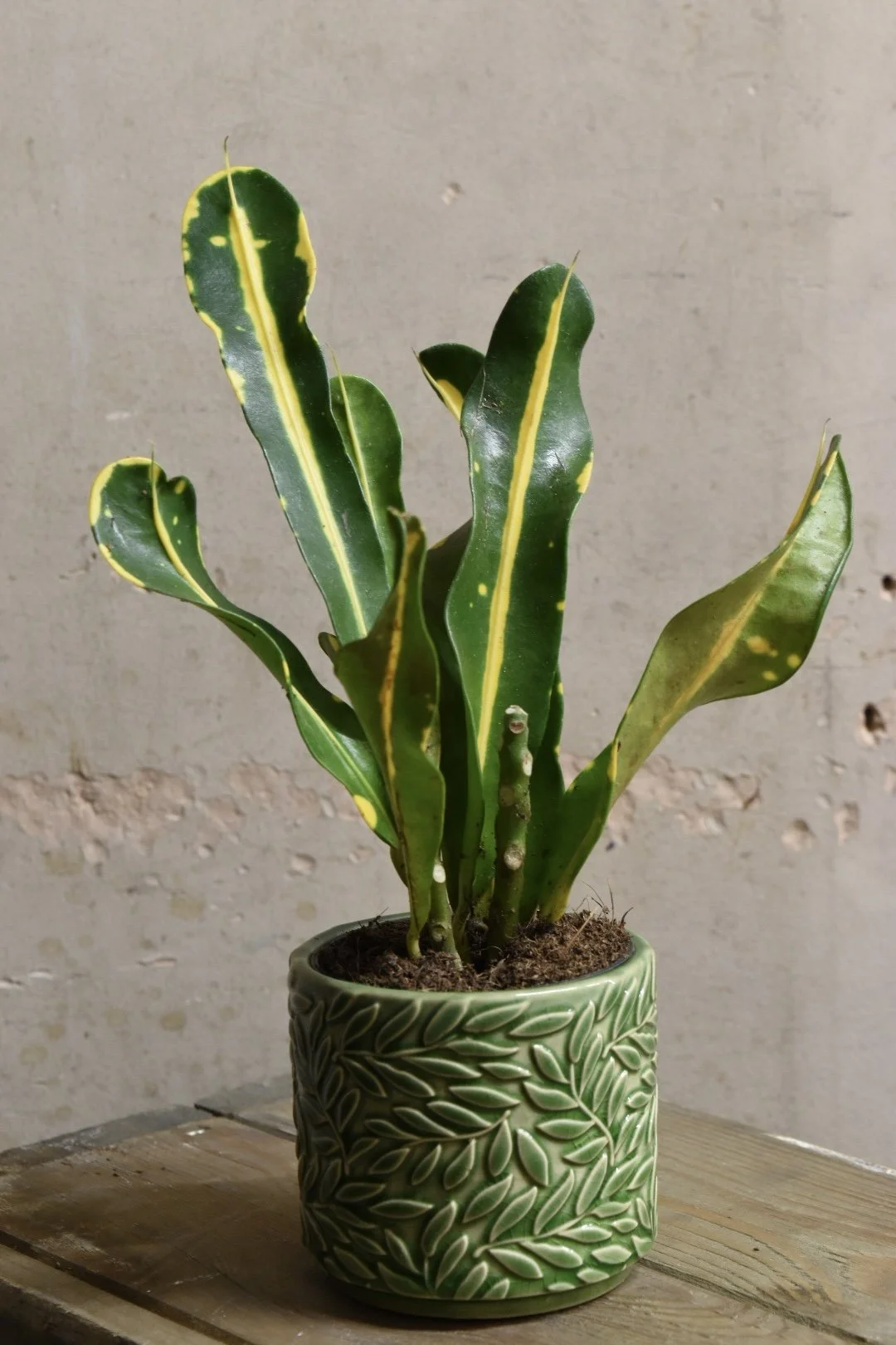 Codiaeum variegatum Mammi 15cm
