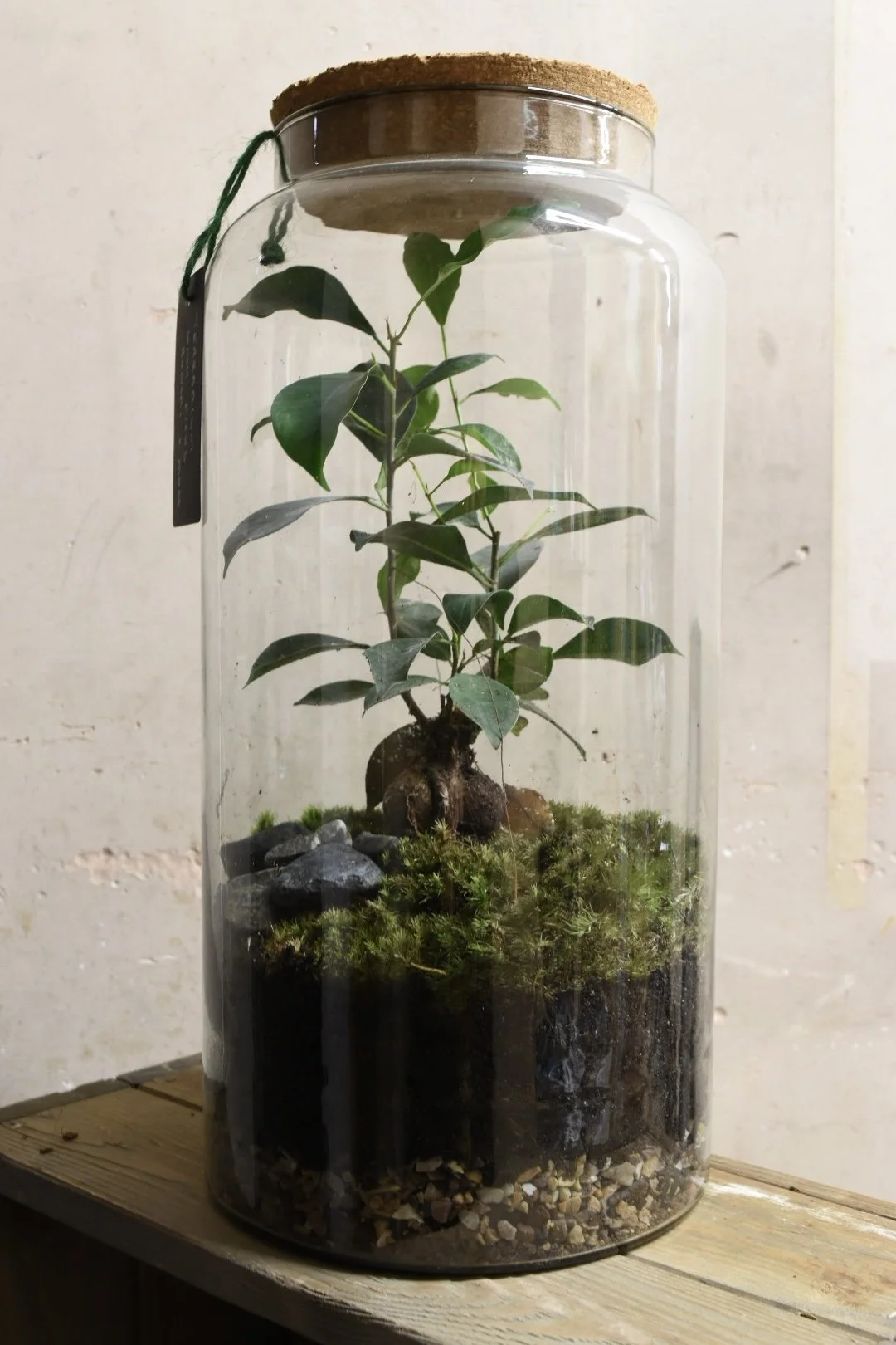 Ficus mi Gingseng Terrarium