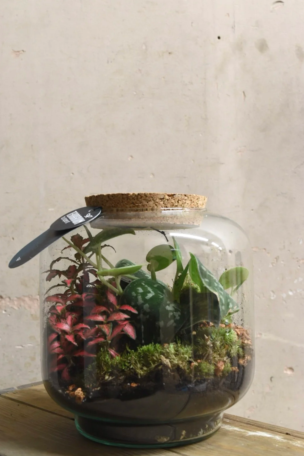 Terrarium Tropical Plant