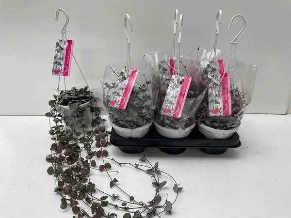 String of Hearts Hanging Plant