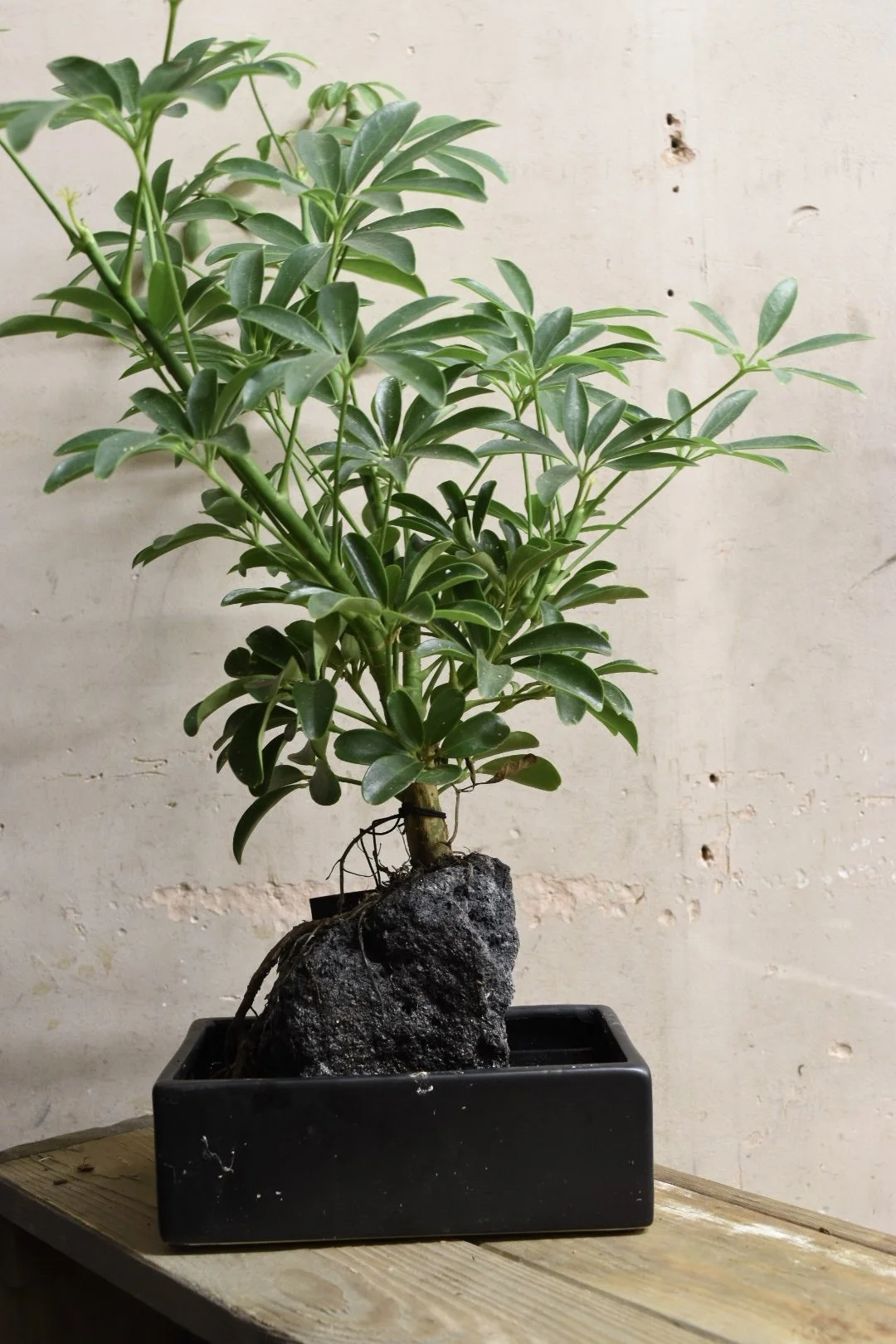 Schefflera  (LovaSchef)