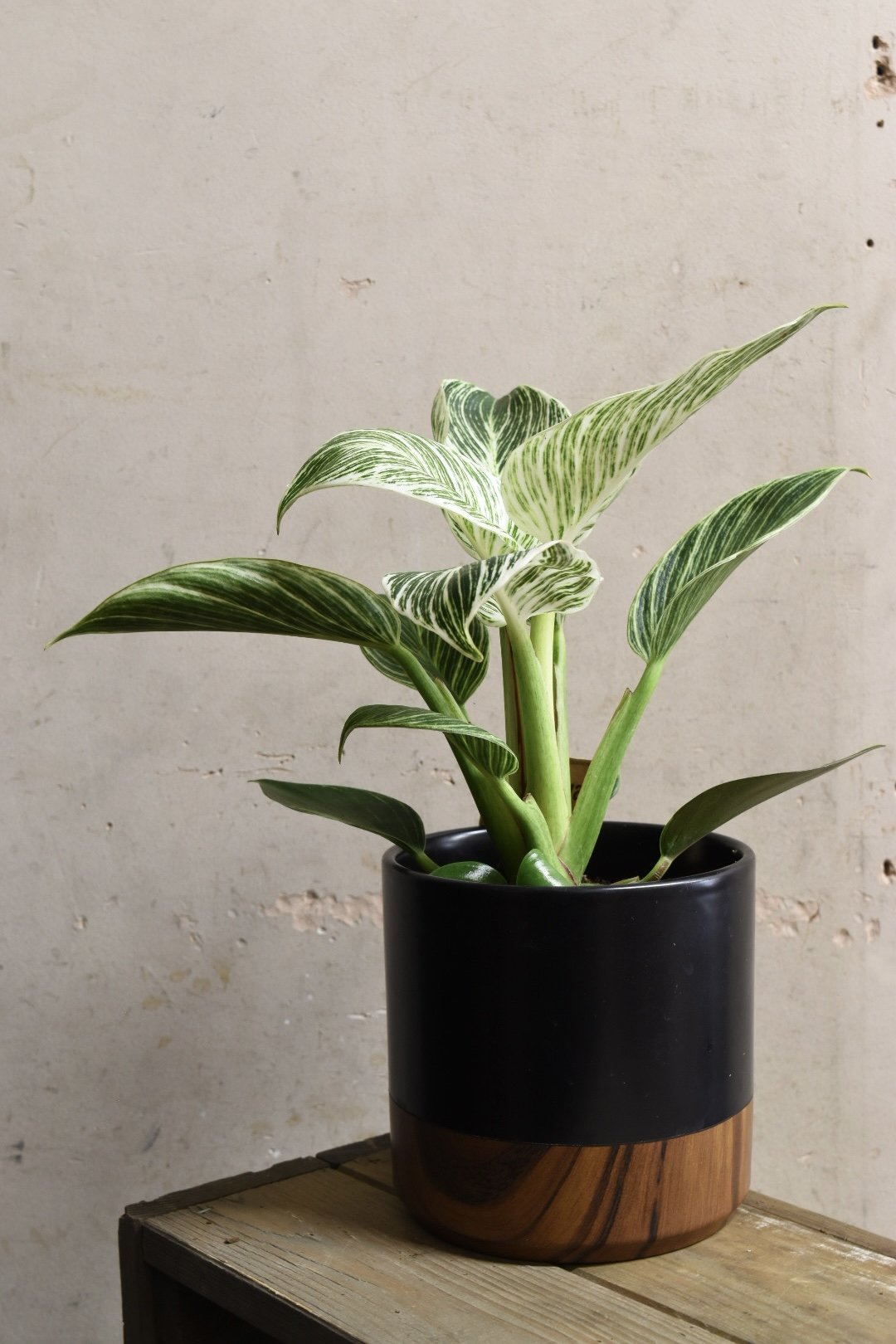 Philodendron White Measure  25cm