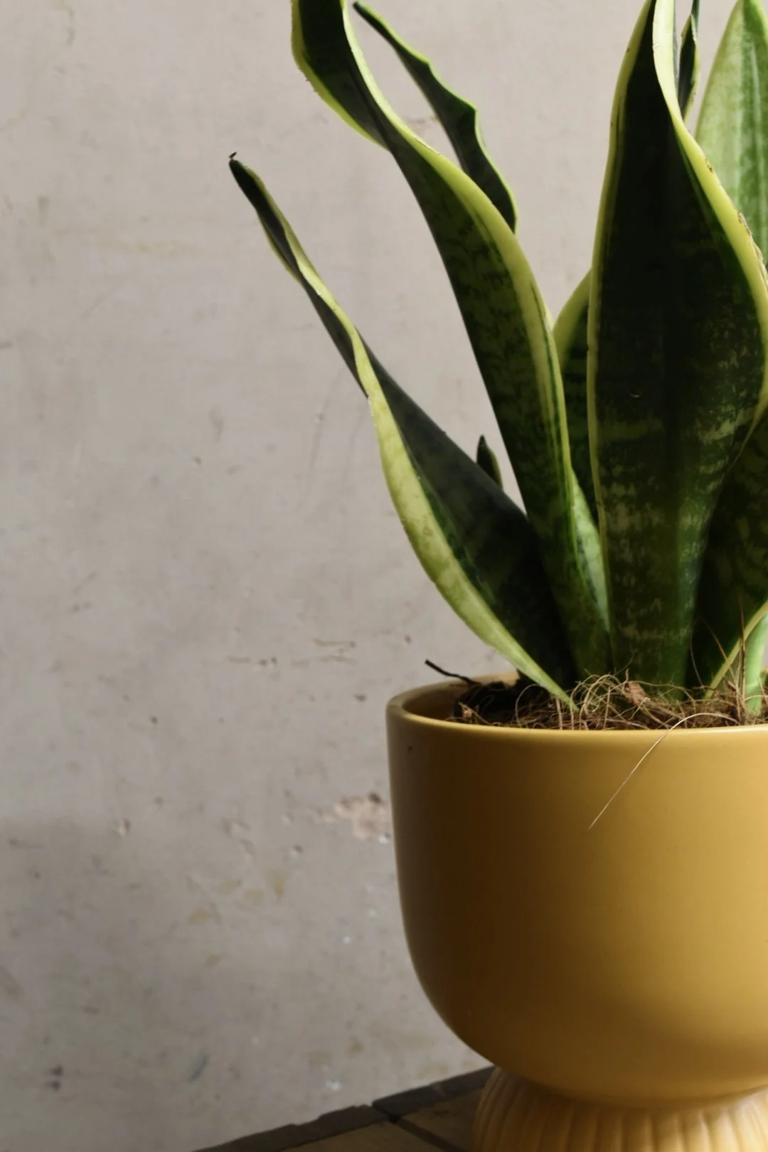 Sansevieria, Snake plant