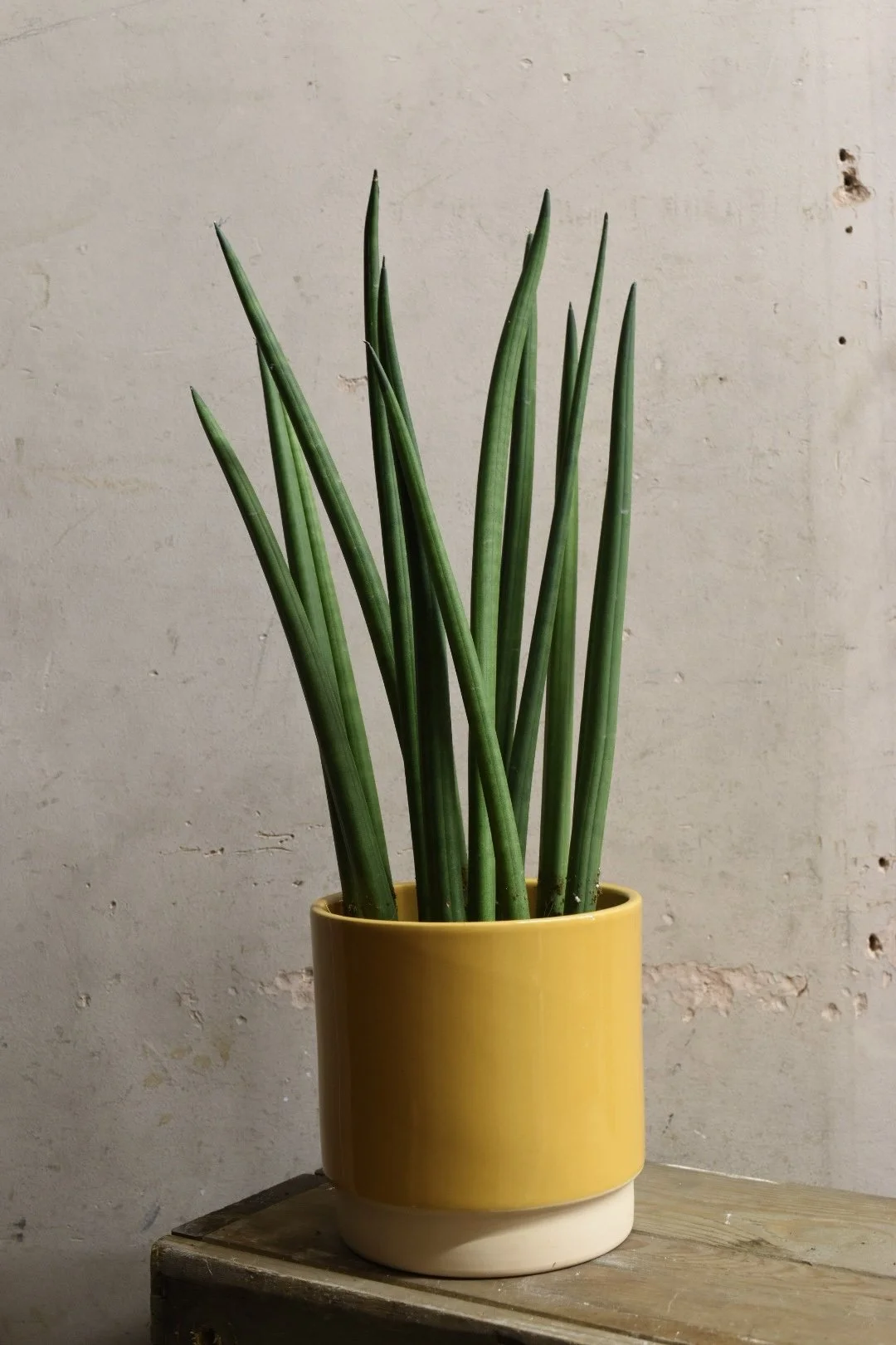 Sansevieria cylindrica Spagetti 60cm