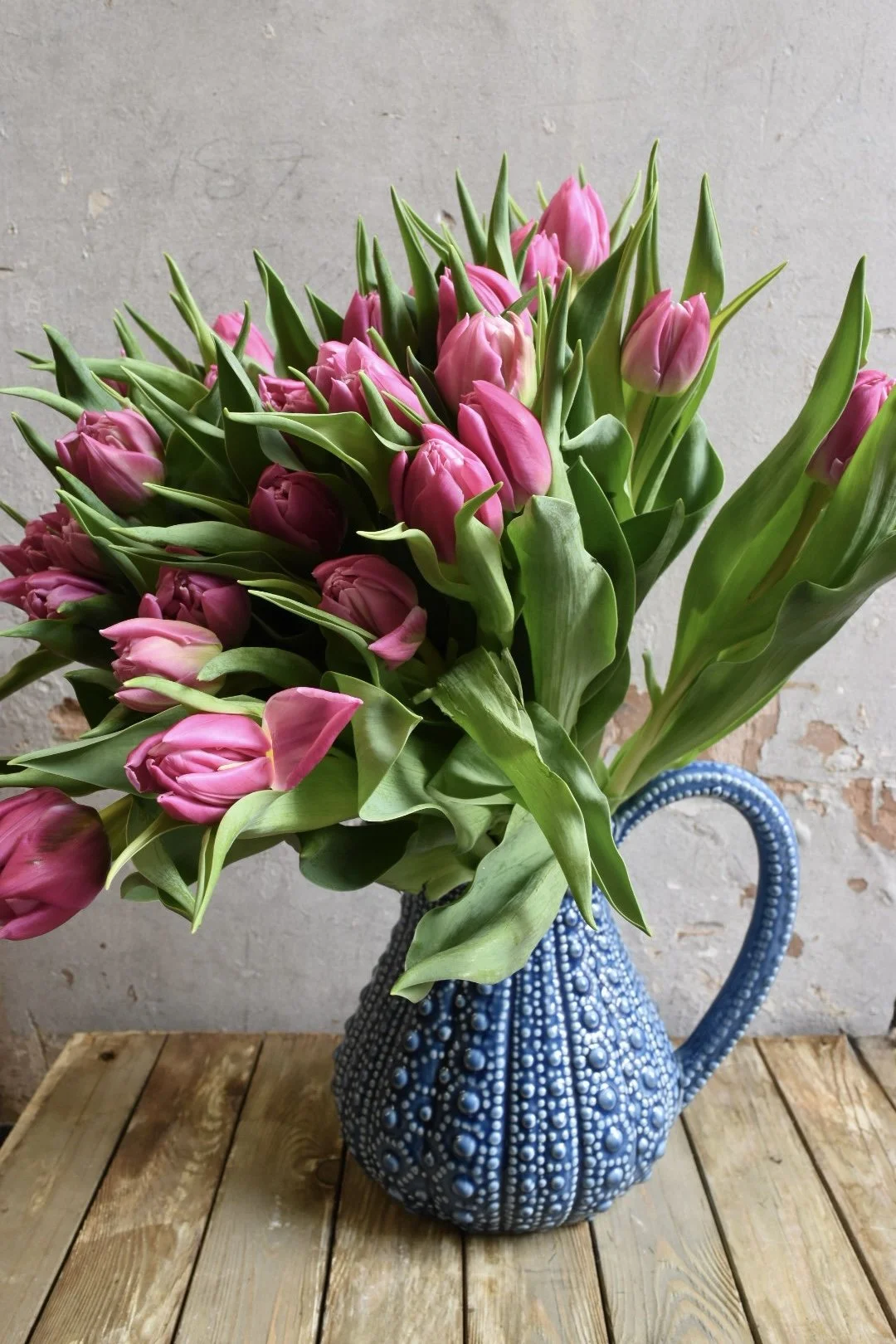 Tulip Delight