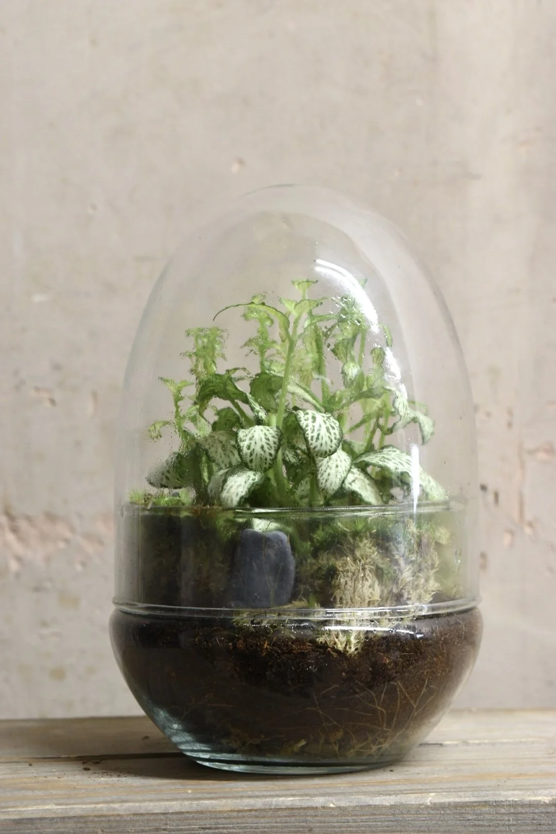 Terrarium Egg