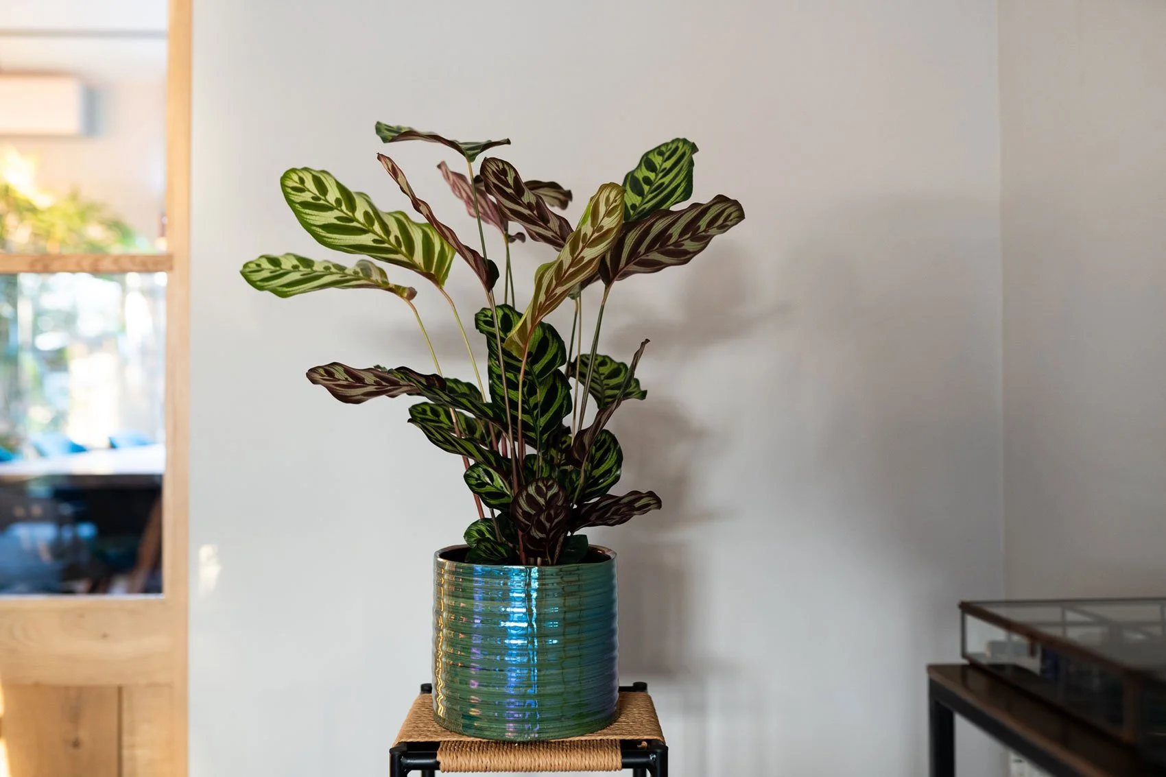 1_Didi_pearl_green_01.jpg