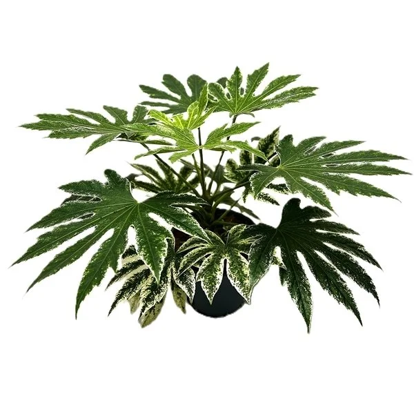 Fatsia Japonica Spider Web