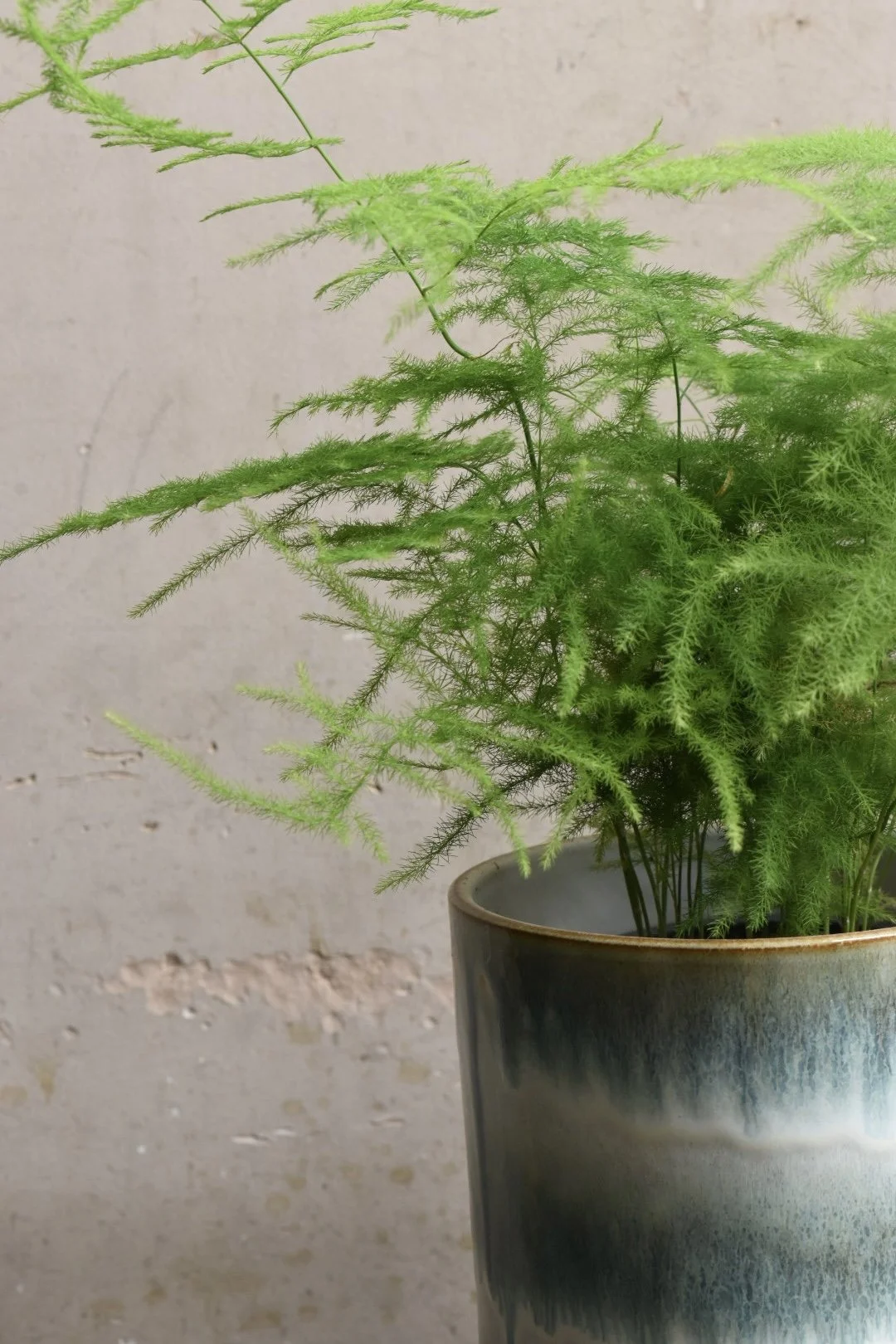 Asparagus Fern