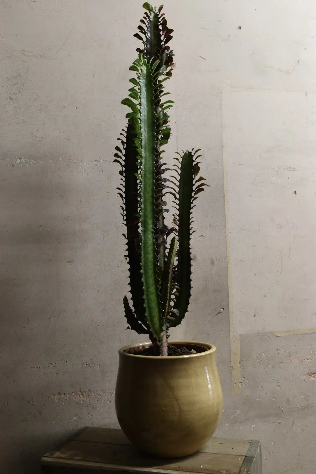 Euphorbia Trigona Rubra
