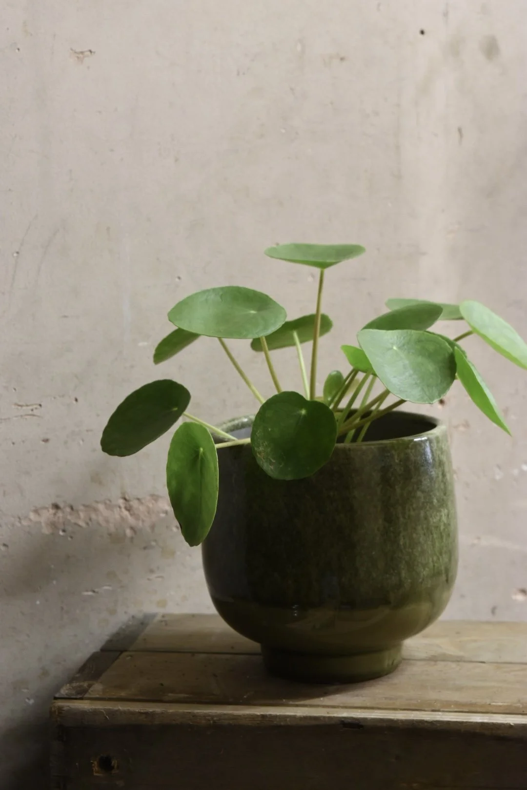 Pilea 

Chinese Money Plant