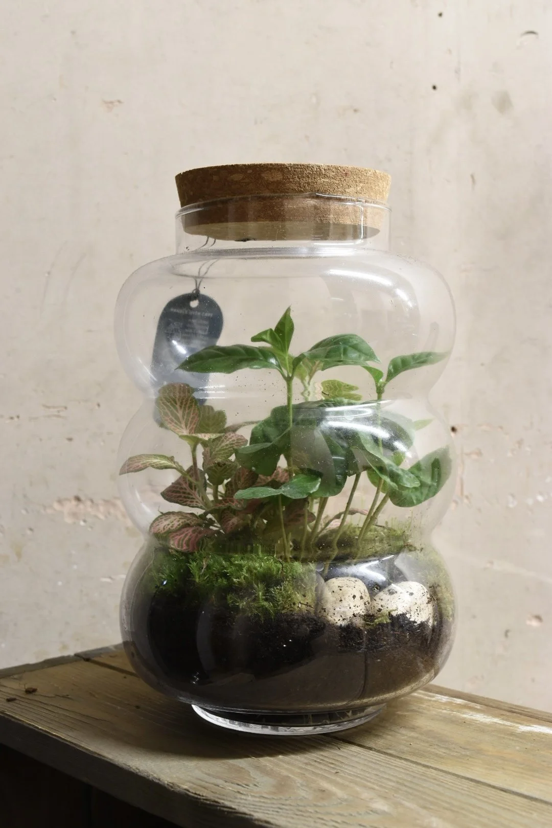 Terrarium 25cm