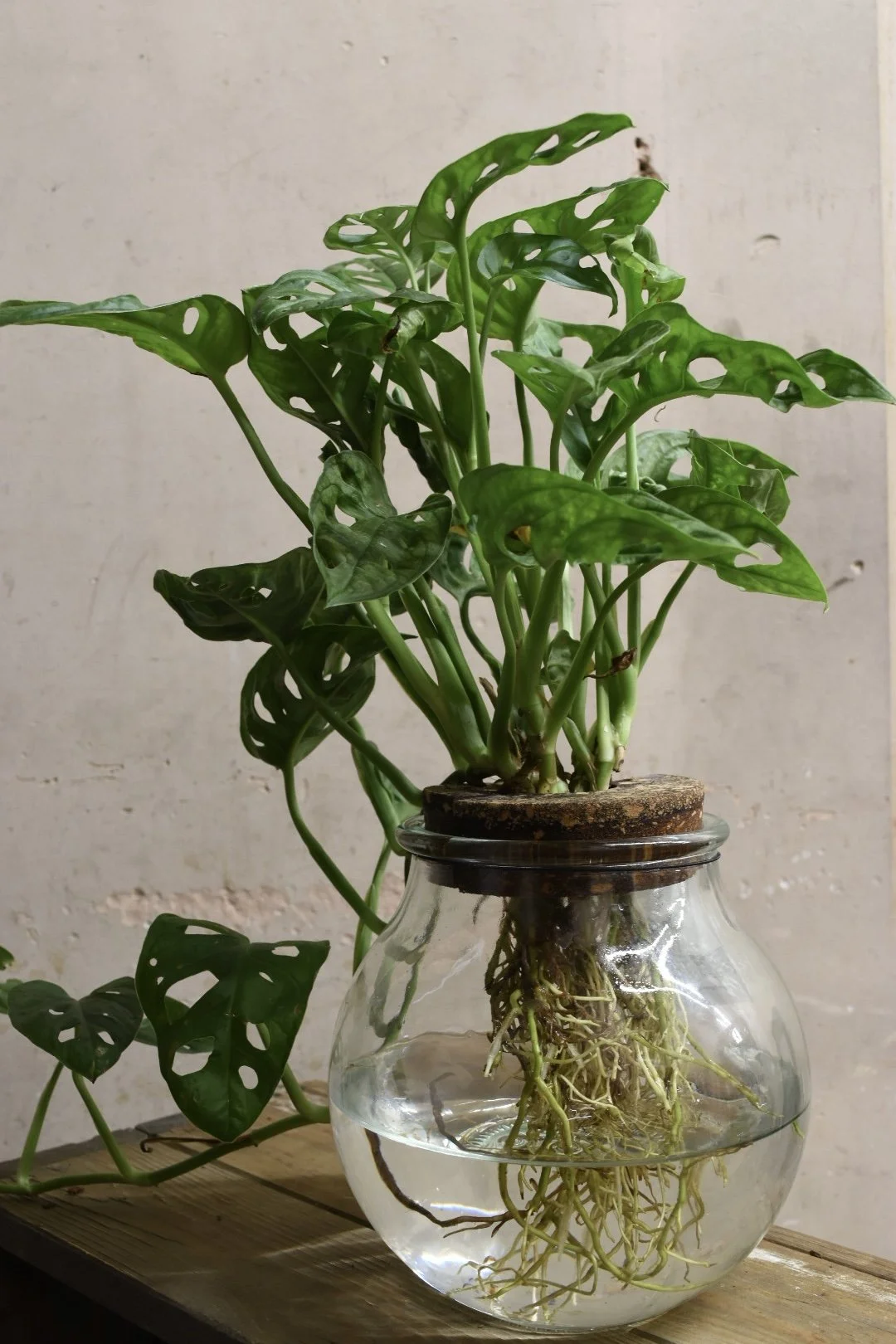Monstera Monkey Mask Hydroponics