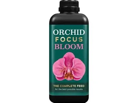 Orchid Focus Bloom
