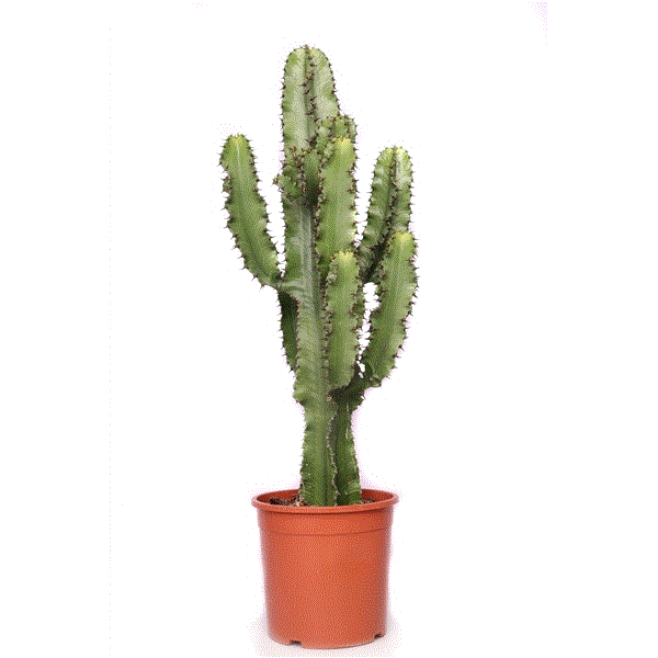 Euphorbia Sieboldiana Erytrea 110cm