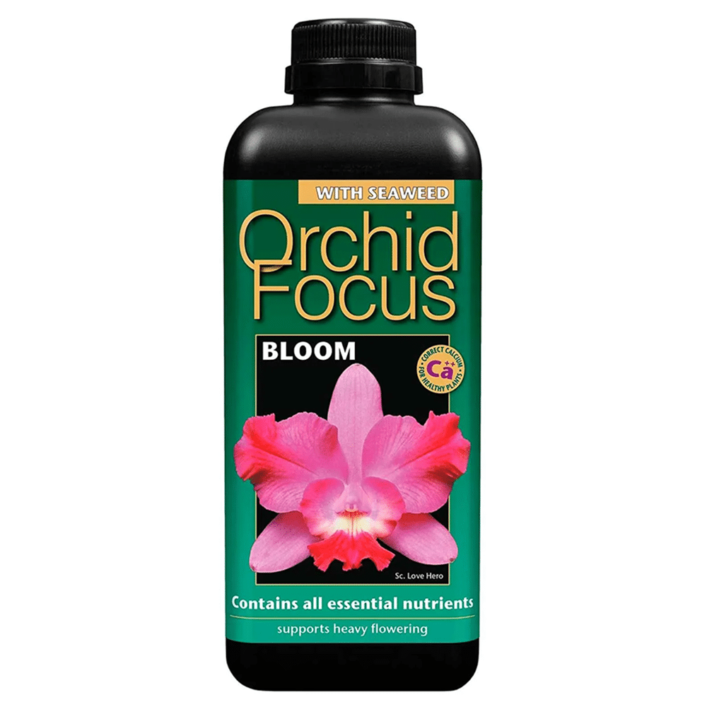 Orchid Focus Bloom