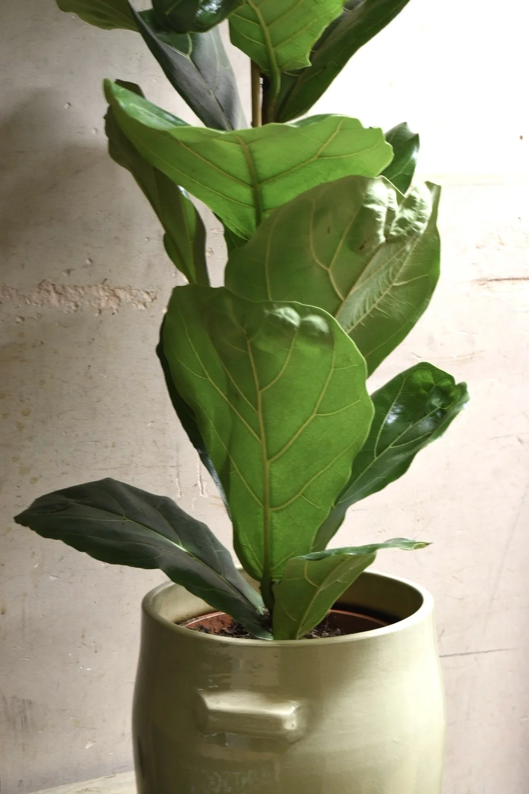 Ficus Lyrata