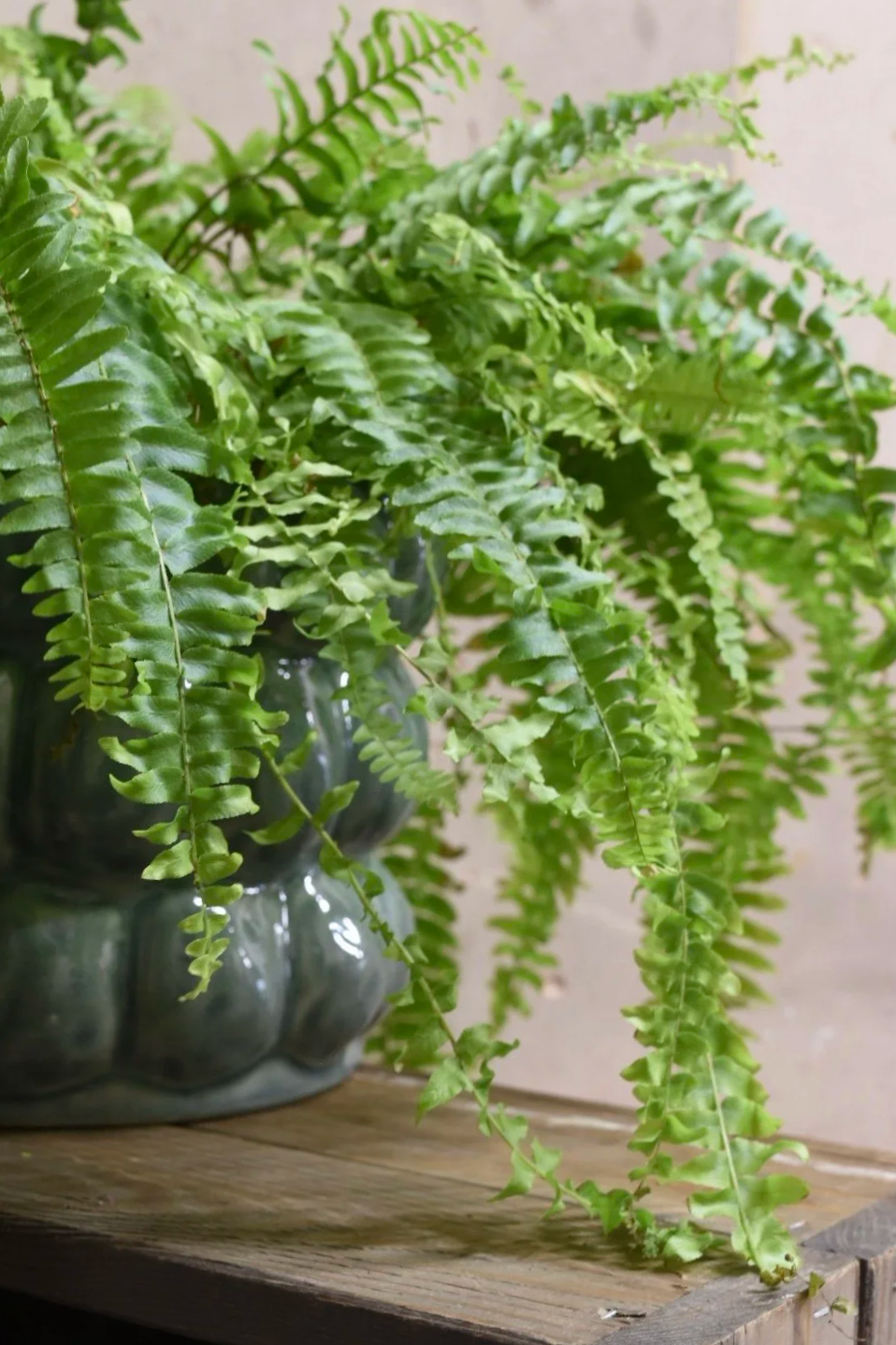 Boston fern 20cm