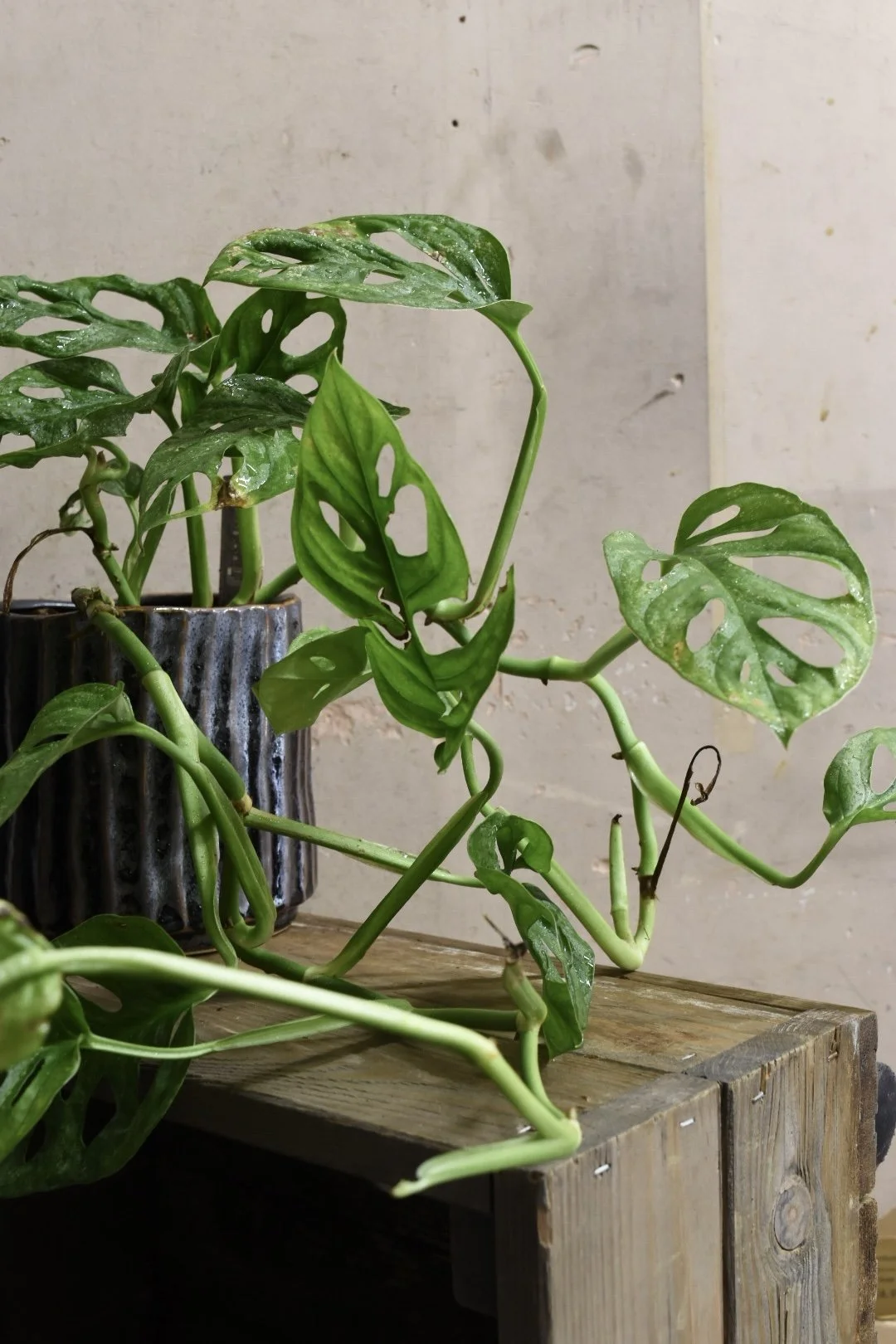 Monstera Obliqua (Monkey Mask) 30cm