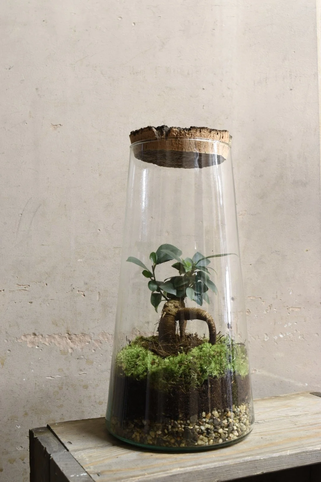 Glass Bonsai Terrarium with Cork Lid
