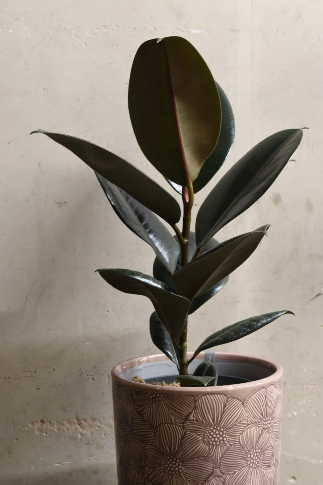 Ficus Elastica Robusta
