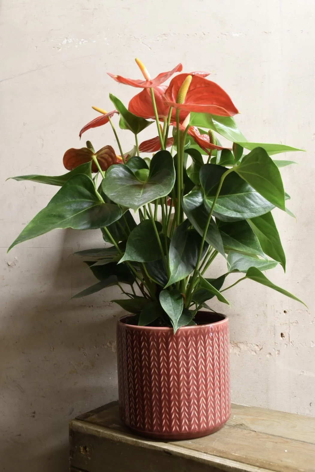 Anthurium Purple Plant