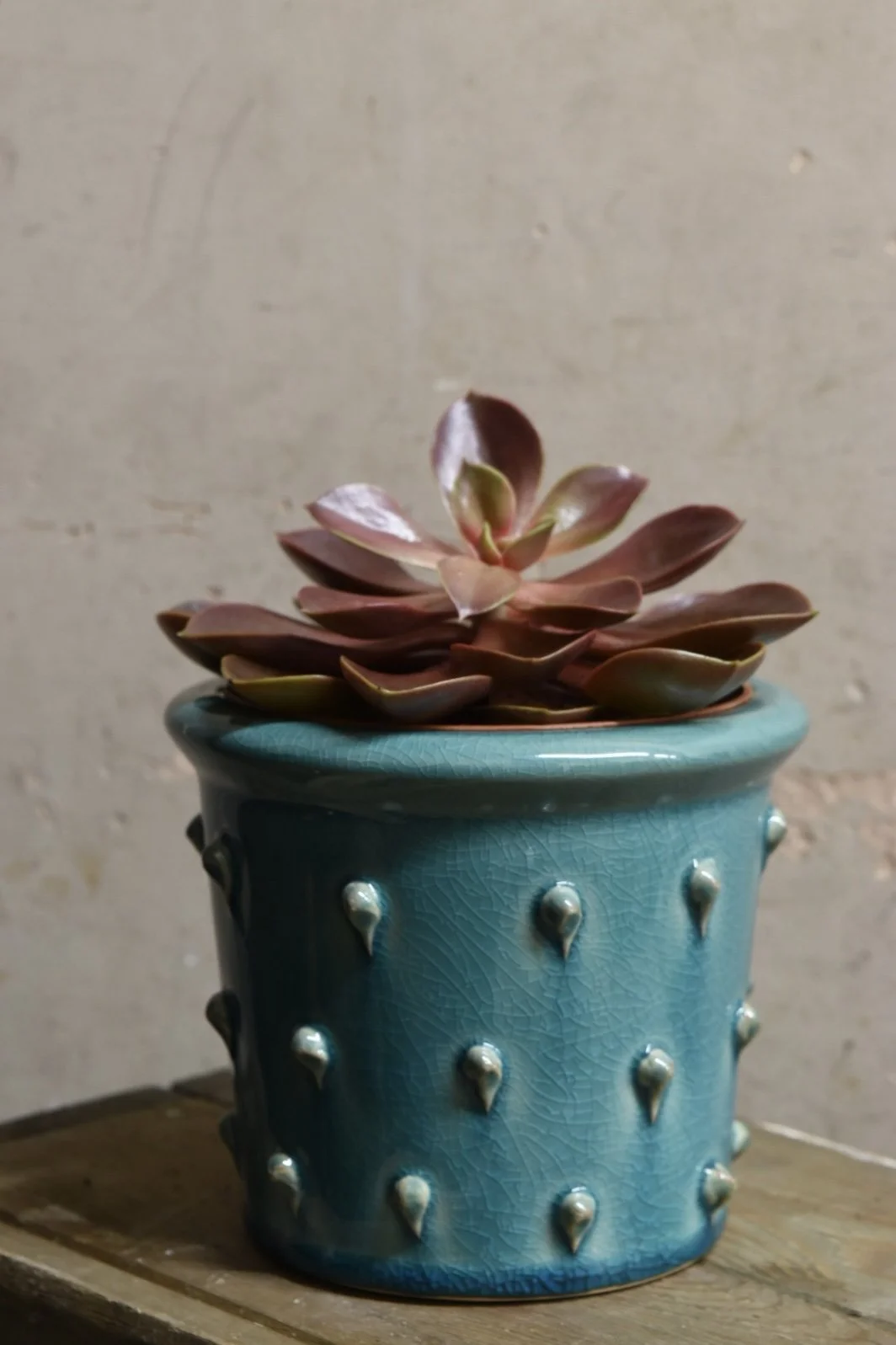 Echeveria 12cm