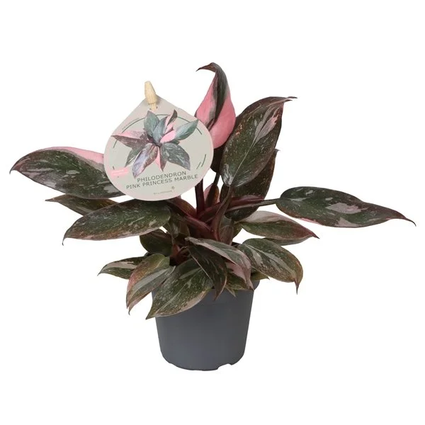 Philodendron Pink Princess Marble D6cm H12cm