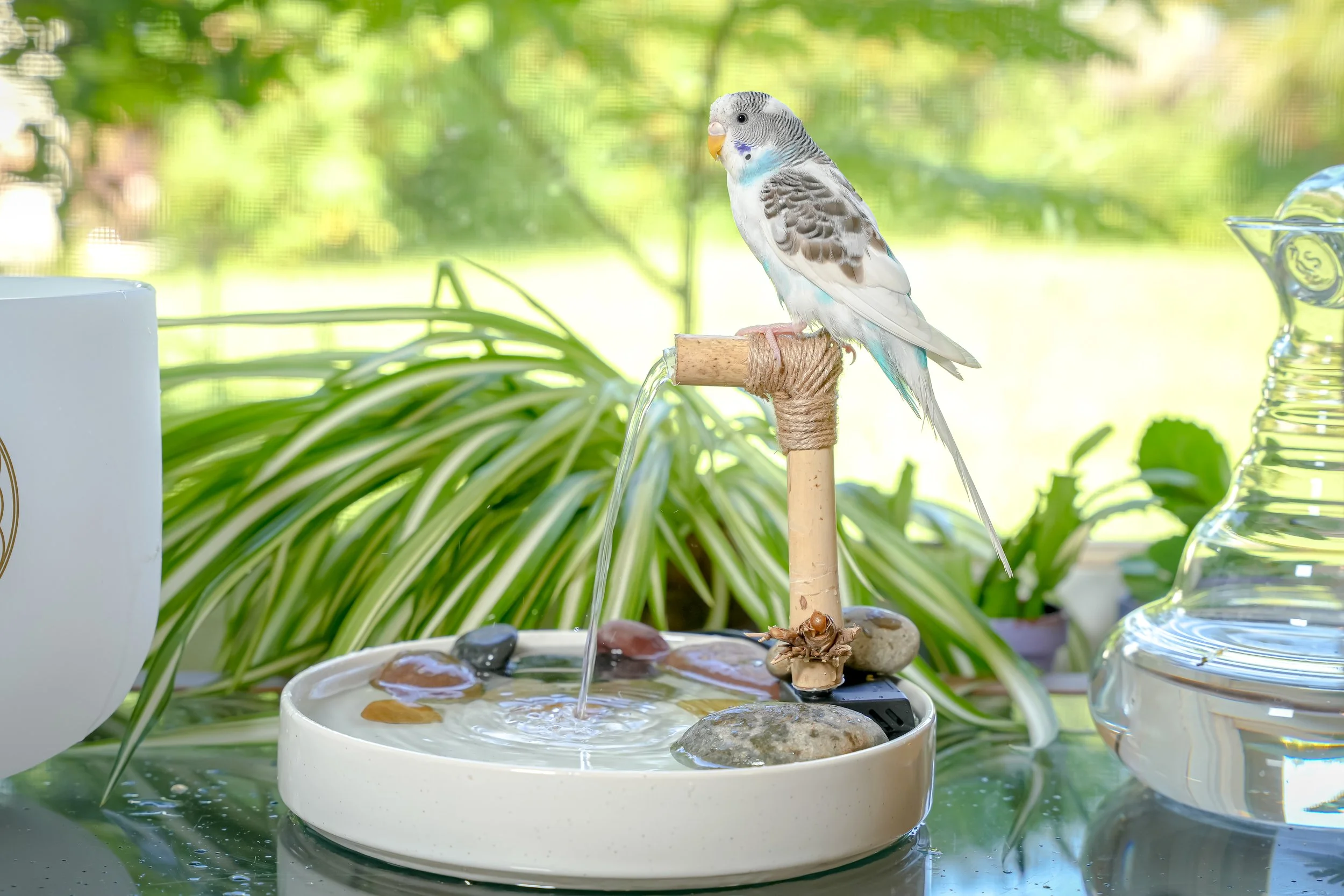 2023_08_22 Reiki Zen Bird Shop - Budgie Spa Round-16.jpg