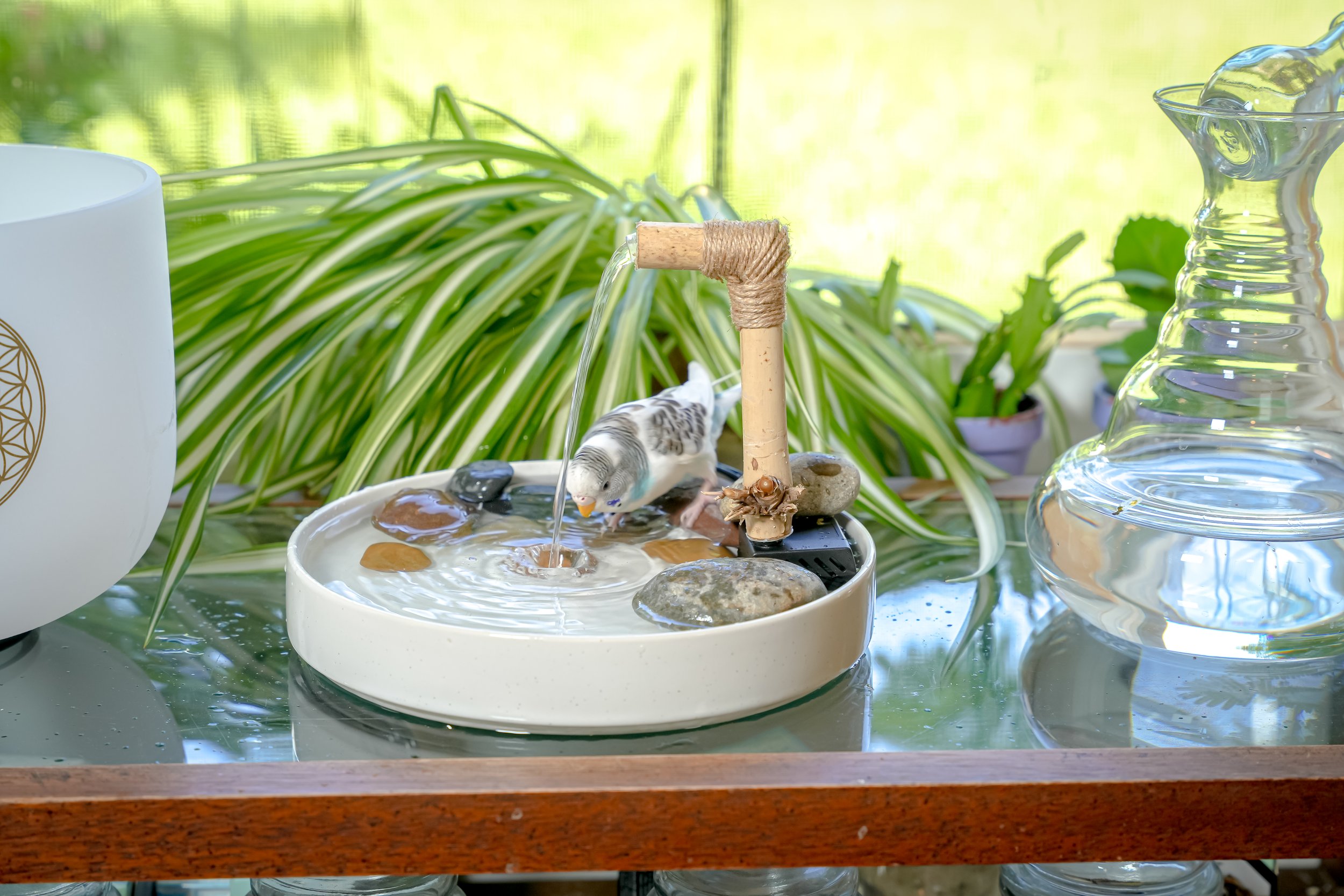 2023_08_22 Reiki Zen Bird Shop - Budgie Spa Round-8.jpg